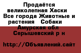 Продаётся великолепная Хаски - Все города Животные и растения » Собаки   . Амурская обл.,Серышевский р-н